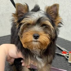 Груминг-салон для собак и кошек: DOG FRIENDLY, Пермь