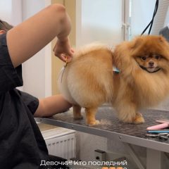 Шпица сушат после мытья